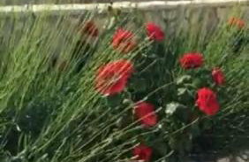 Miro Apartmani - Photo 69