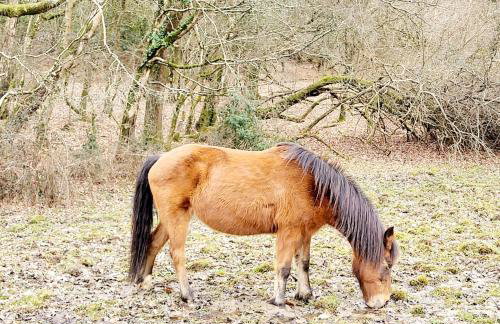 In the heart of the new forest - Foto 8