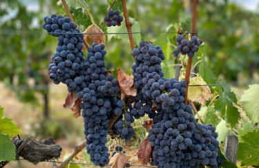 Villa Medicea di Lilliano - Foto 6