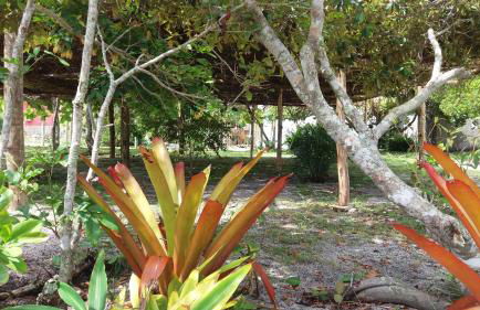 Eco Glamping Caraiva - Foto 26