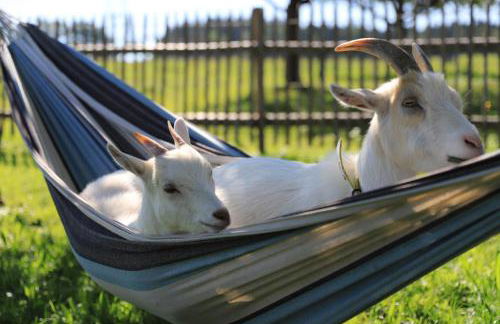 Heissenhof Urlaub auf dem Bauernhof - Foto 9