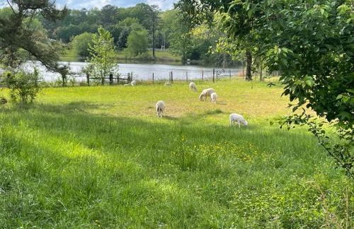 Meadow Farm in Holly Springs, NC - Foto 3