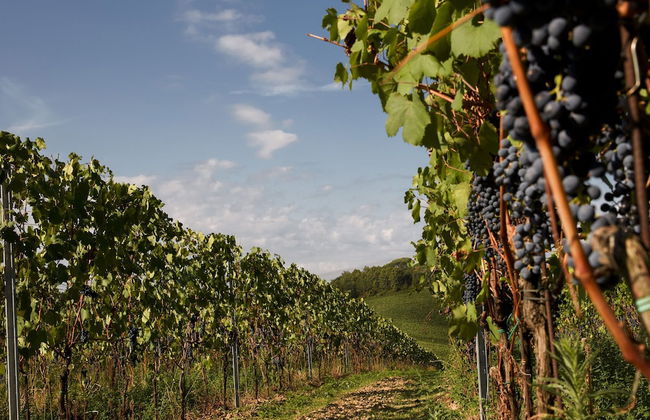 Tenuta San Vito - Foto 21