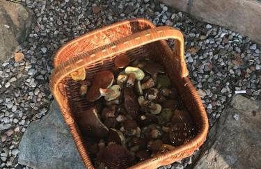 Komfortowy dom w lesie - Foto 39