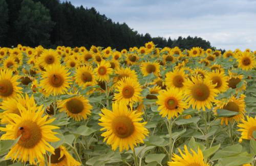 Alpaka-Ferien - Foto 10