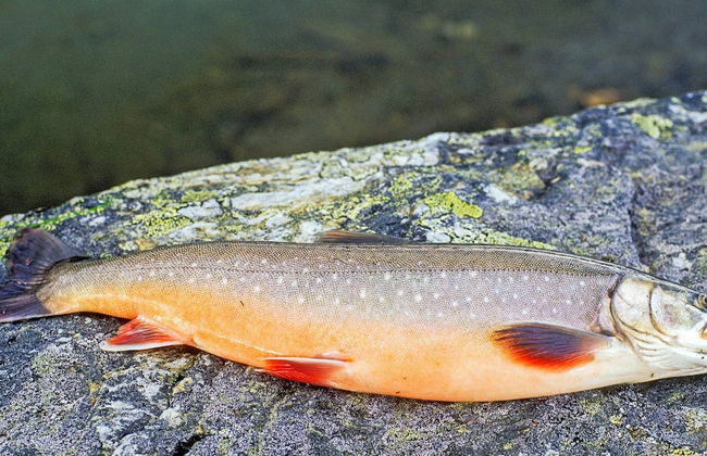 4 Person Holiday Home in Botnhamn - Foto 21