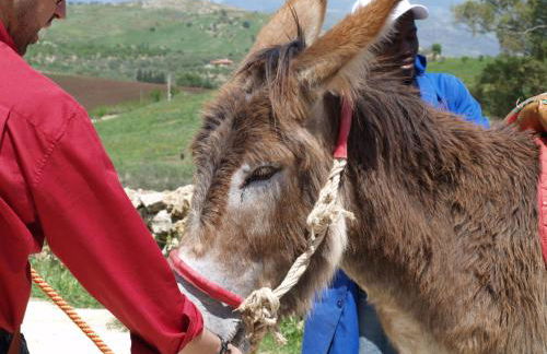 Ciuci's Manor - Foto 49