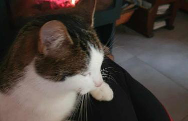 Dom na Warmii -Siedlisko Jabłonka - Foto 37