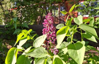 Waldidylle - Bungalows an der Talsperre Kriebstein - Foto 13