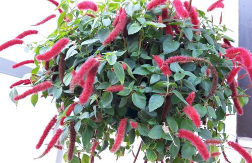 Studio apartman CENTAR - Foto 38