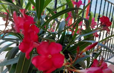 Villa Ivana - Photo 68