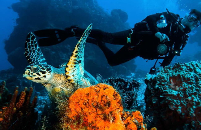 Buceo en Cozumel - Foto 3