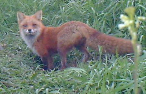 Apple Orchard & Forest Retreat with Woodland Pond - Foto 16