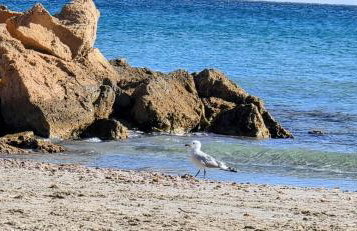 Oleza Garden 17 Me Gusta - Playa Flamenca - Foto 34