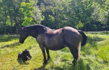 Apartament Cal Cinto - Foto 24