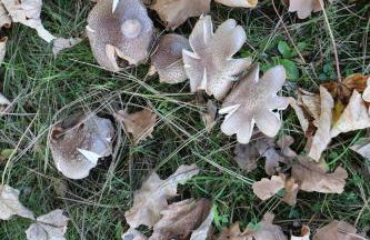 Rezydencja Pod Platanem - Photo 54