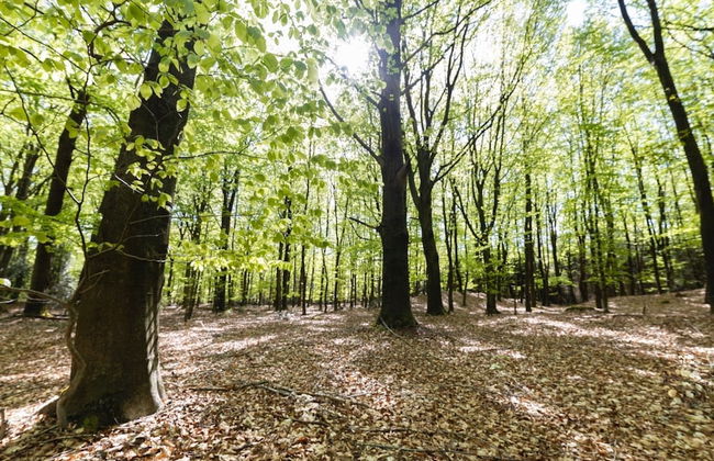 Holiday Home in Drents-friese Wold With Sauna - Foto 29