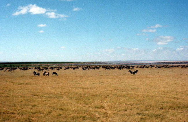 Tagesausflug in den Lake Manyara Nationalpark - Privat - Foto 4