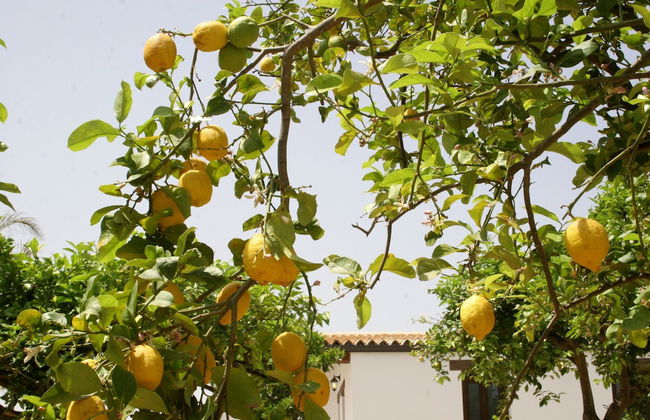 Agriturismo Terra dei Limoni - Foto 72