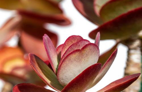 Apartamentos Can Guasch Formentera - Foto 60