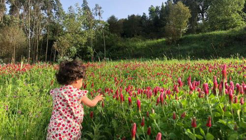 Quinta da Casa Azul - Foto 3, Garden
