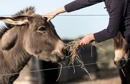 Agriturismo Podere L'Agave - Foto 88
