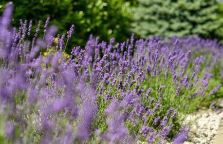 Villa Mila - Foto 37