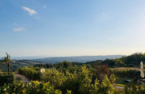 Uva - Poderone - Foto 11