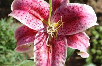 D.I.M. Holiday House - Foto 11