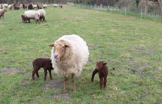 at the Organic Farm Angus-hof - Foto 16