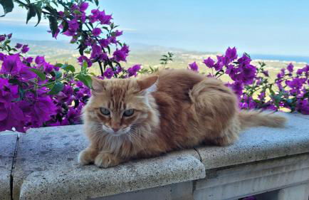 Villa Cariño - Foto 7