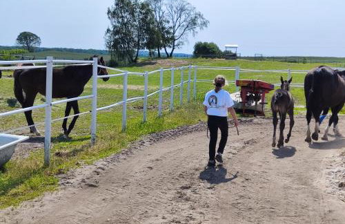 Vigor Horses - Foto 50