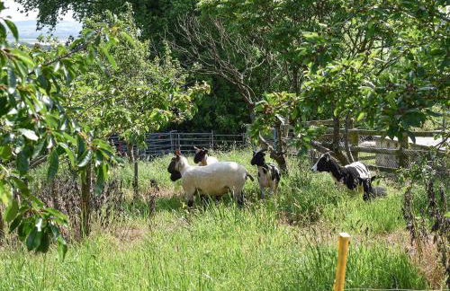 Swallows Nest - Uk12085 - Foto 8
