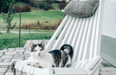 Ferienhof Petermühle Urlaub mit Alpakas - Foto 59