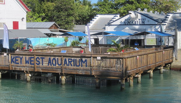 Key West Aquarium - Photo 3