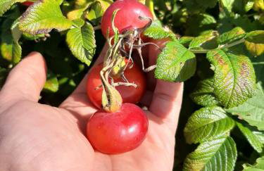 Apartament Różane Wzgórze - Foto 54