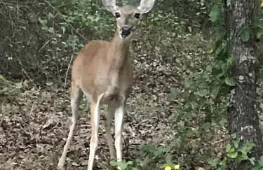 The Casa Estiva- A Restful Getaway in the Forest in Weatherford, TX - Foto 14