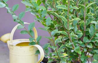 Embassy Corner - Foto 52