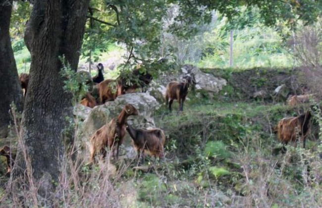 Agriturismo Modi - Foto 43