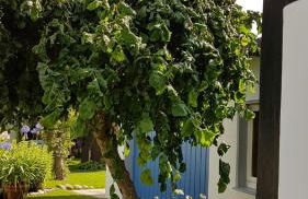 Das Fachwerkhäuschen - Foto 20