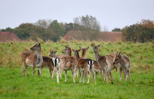 6 Person Holiday Park Home in Middelfart - Foto 18