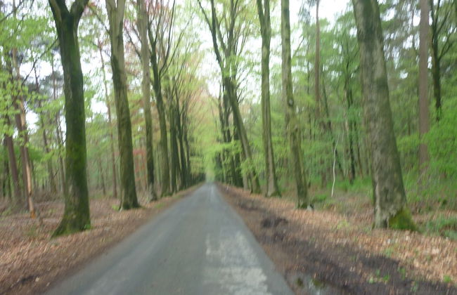 Quiet Cottage near Woods - Photo 38