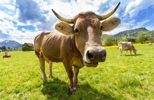 Villa Hilde - Photo 3