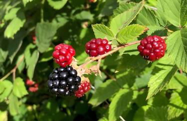 Mein Ferienhaus Rosenbusch 2 - Foto 18
