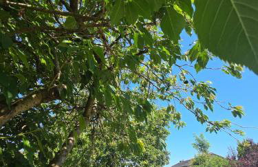 Bridie's Cottage - Foto 27