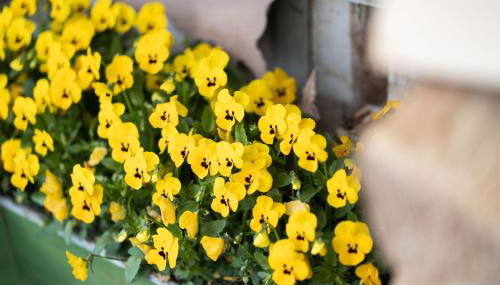 Ferienhof Homann Sauerland - Foto 2, Garden