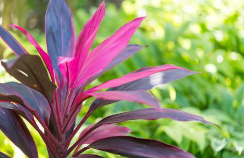 Coconut Bay Resort - Key Largo - Foto 49