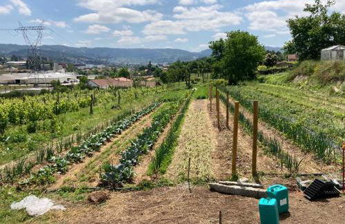 Quinta do Pinheiro - Foto 50