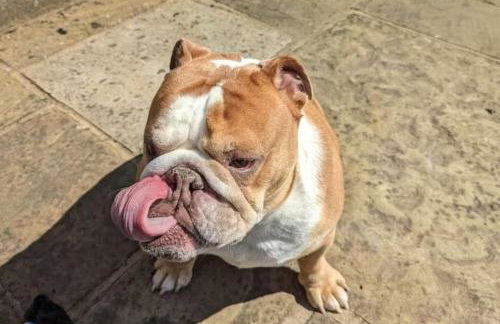 The Pudding Stop - Bakewell - Free Parking - Foto 8