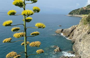 La finestra sul mare - 2 camere - vicino spiaggia - Foto 21